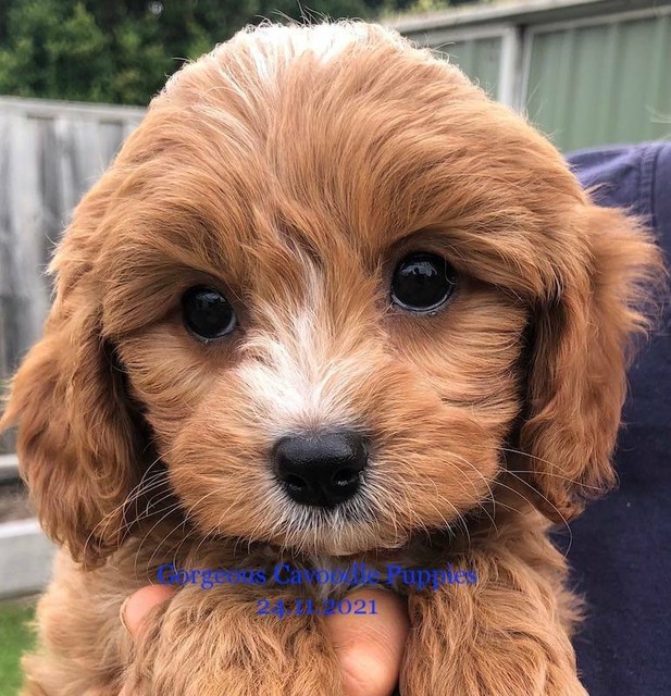 fresh patch training